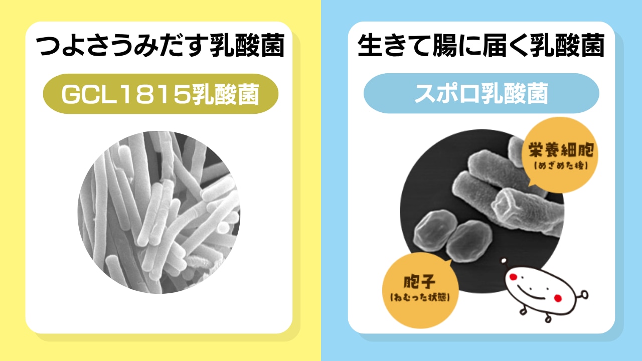 コラム レポート つよさうみだす乳酸菌でさらに進化！ビスコの秘密に迫る