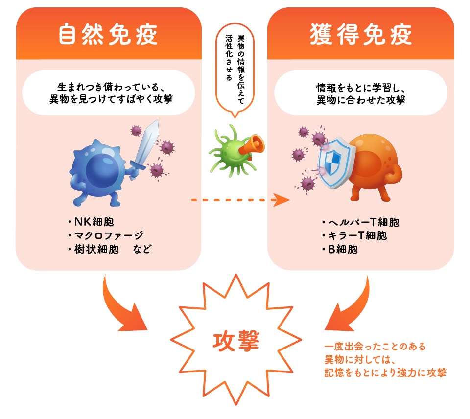 免疫は「身体の防御システム」
