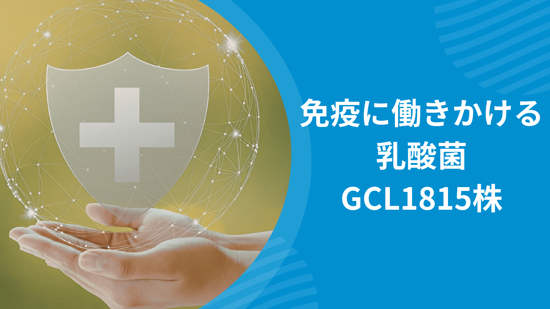 免疫に働きかける乳酸菌GCL1815株