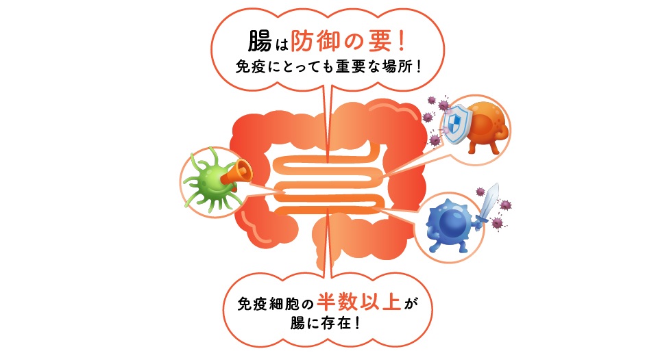最大免疫組織「腸」と乳酸菌