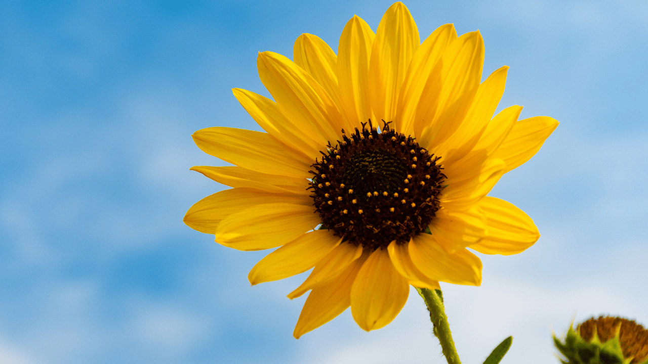 sunflower-summer